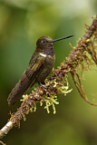 Image. Brauner Andenkolibri