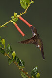 Image. Brauner Andenkolibri