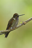 Image. Brauner Andenkolibri