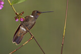 Image. Brauner Andenkolibri
