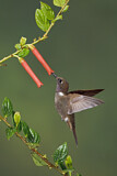 Image. Brauner Andenkolibri