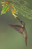 Image. Brauner Andenkolibri