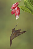 Image. Brauner Andenkolibri