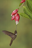 Image. Brauner Andenkolibri