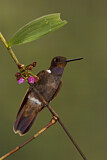 Image. Brauner Andenkolibri