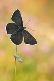 Image. Brauner Feuerfalter