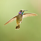 Image. Brauner Veilchenohrkolibri