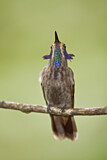 Image. Brauner Veilchenohrkolibri