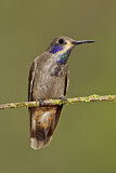 Image. Brauner Veilchenohrkolibri