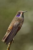 Image. Brauner Veilchenohrkolibri