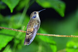 Image. Brauner Veilchenohrkolibri