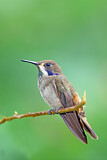 Image. Brauner Veilchenohrkolibri