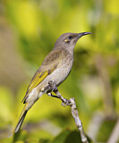 Image. Braunhonigfresser