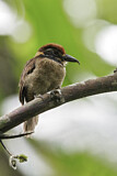 Image. Braunkappen-Faulvogel