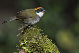 Image. Braunkopf-Buschammer