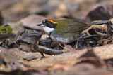 Image. Braunkopf-Buschammer