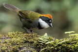 Image. Braunkopf-Buschammer