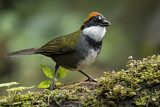 Image. Braunkopf-Buschammer