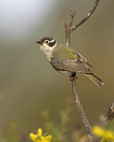 Image. Braunkopf-Honigschmecker