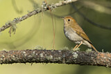 Image. Braunkopf-Musendrossel