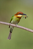 Image. Braunkopfspint