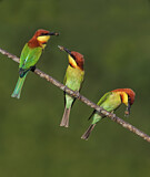 Image. Braunkopfspint