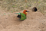Image. Braunkopfspint