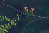 Image. Braunkopfspint