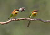 Image. Braunkopfspint