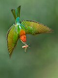 Image. Braunkopfspint