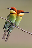 Image. Braunkopfspint