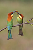 Image. Braunkopfspint