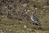 Image. Braunnackenfrankolin