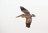 Image. Braunpelikan