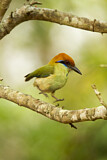 Image. Braunscheitelmotmot