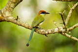 Image. Braunscheitelmotmot