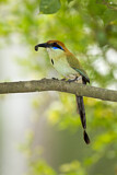 Image. Braunscheitelmotmot