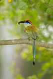 Image. Braunscheitelmotmot
