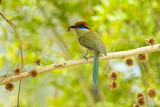 Image. Braunscheitelmotmot