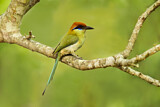 Image. Braunscheitelmotmot