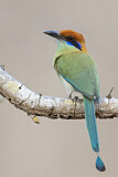 Image. Braunscheitelmotmot