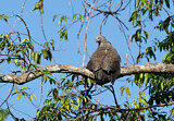Image. Braunschwanz-Seeadler