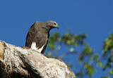 Image. Braunschwanz-Seeadler