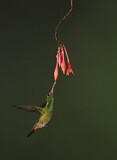 Image. Braunschwanzamazilie