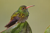 Image. Braunschwanzamazilie