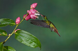 Image. Braunschwanzamazilie