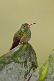 Image. Braunschwanzamazilie