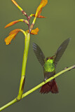 Image. Braunschwanzamazilie