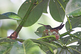 Image. Braunschwanzamazilie
