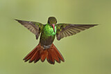 Image. Braunschwanzamazilie